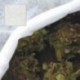 Malha protetora para plantas (1,6x 250 metros)