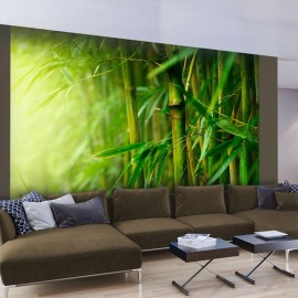 Fotomural - selva - bambú