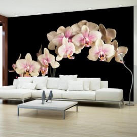 Fotomural - Orquídea florescente