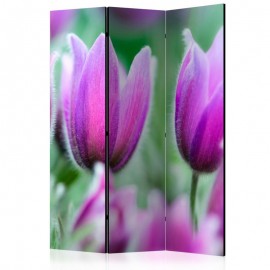 Biombo - Purple spring tulips [Room Dividers]