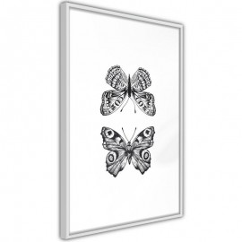 Butterfly Collection I