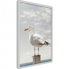 Póster - Curious Seagull
