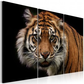 Cuadro - Tigre depredador