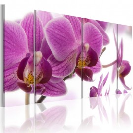 Quadro - Marvelous orchid