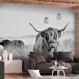 Papel de parede autocolante - Highland Cattle