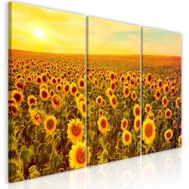 Quadro - Sunflowers at Sunset (3 Parts)